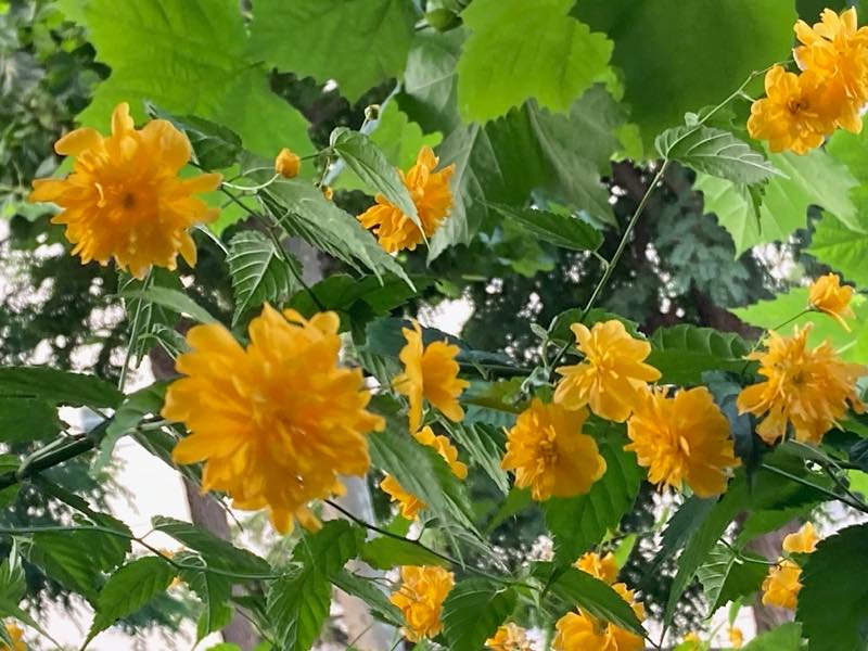 子宮筋腫治療の経験について女性からどのような感想を聞きますか?